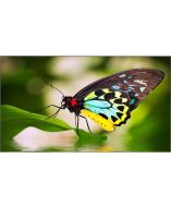 NEC UN552 Digital Signage Display