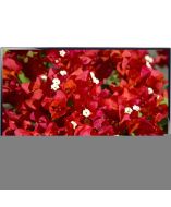 Samsung LH46MEBPLGA/ZA Digital Signage Display