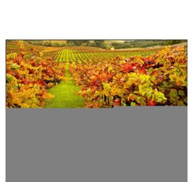 NEC X554UN-TMX9P Digital Signage Display